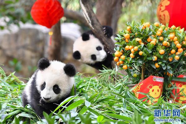 中国两只大熊猫“丁丁”和“如意”今日起程赴俄罗斯